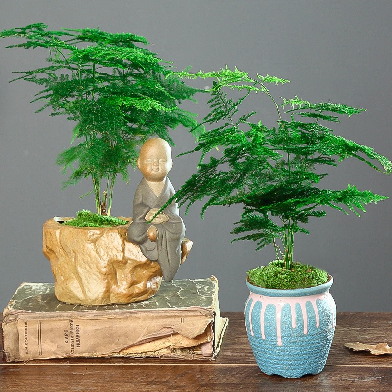 7 cây cảnh rẻ tiền, có thể nhặt ngoài đường, cho vào chậu xịn là có tiểu bonsai đẹp, giá trị-1