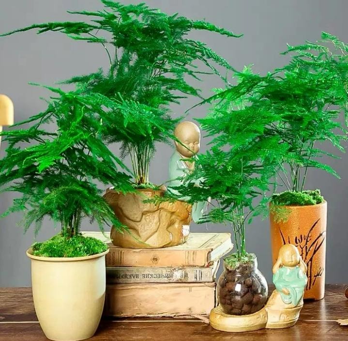 7 cây cảnh rẻ tiền, có thể nhặt ngoài đường, cho vào chậu xịn là có tiểu bonsai đẹp, giá trị-3