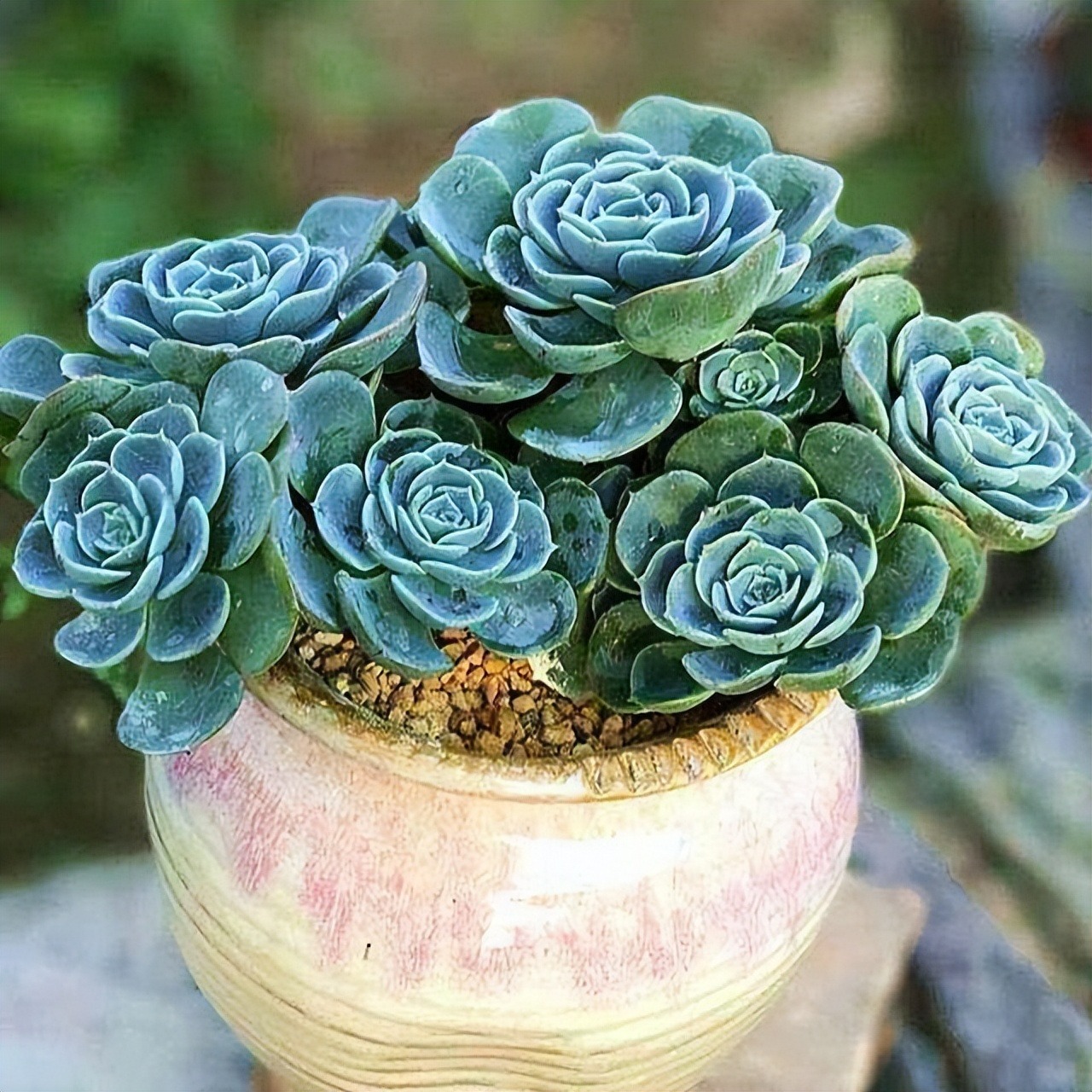 7 cây cảnh rẻ tiền, có thể nhặt ngoài đường, cho vào chậu xịn là có tiểu bonsai đẹp, giá trị-5