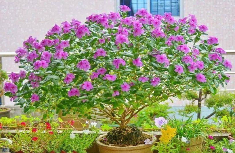 7 cây cảnh rẻ tiền, có thể nhặt ngoài đường, cho vào chậu xịn là có tiểu bonsai đẹp, giá trị-6