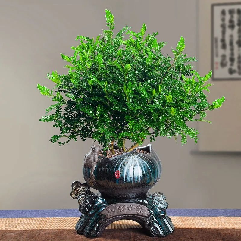 7 cây cảnh rẻ tiền, có thể nhặt ngoài đường, cho vào chậu xịn là có tiểu bonsai đẹp, giá trị-8