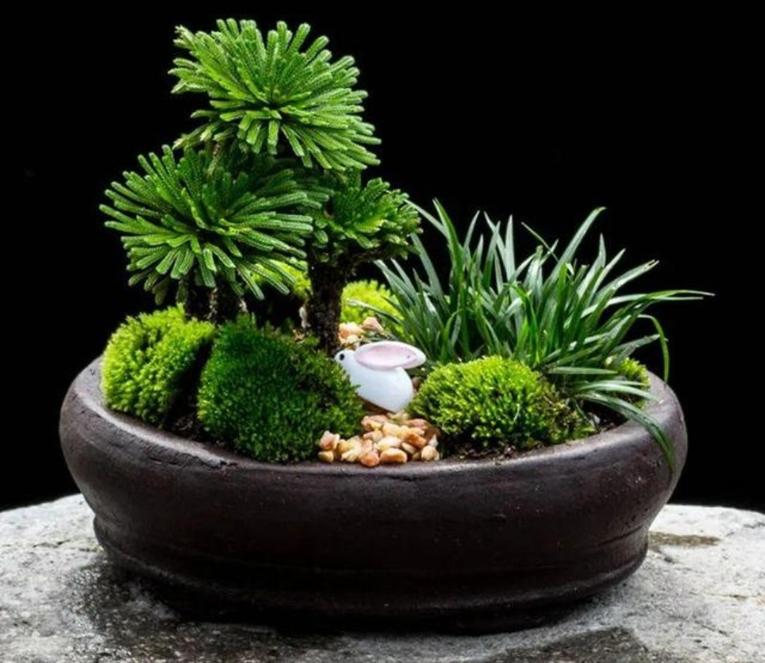 7 cây cảnh rẻ tiền, có thể nhặt ngoài đường, cho vào chậu xịn là có tiểu bonsai đẹp, giá trị-10