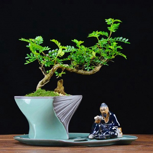 7 cây cảnh rẻ tiền, có thể nhặt ngoài đường, cho vào chậu xịn là có tiểu bonsai đẹp, giá trị-9