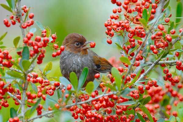 Từ tháng 5 trở đi, 4 con giáp có cuộc sống dư dả, ăn sung mặc sướng, ngày lành kéo dài-2