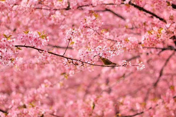 Từ tháng 5 trở đi, 4 con giáp có cuộc sống dư dả, ăn sung mặc sướng, ngày lành kéo dài-3