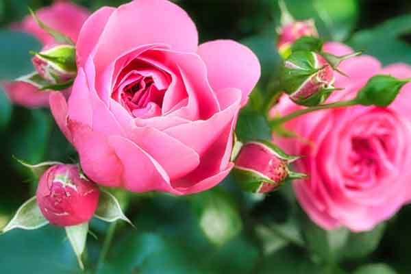 3 con giáp giảm bớt áp lực, trả hết nợ nần, tài vận may mắn hơn trong tháng 5-4