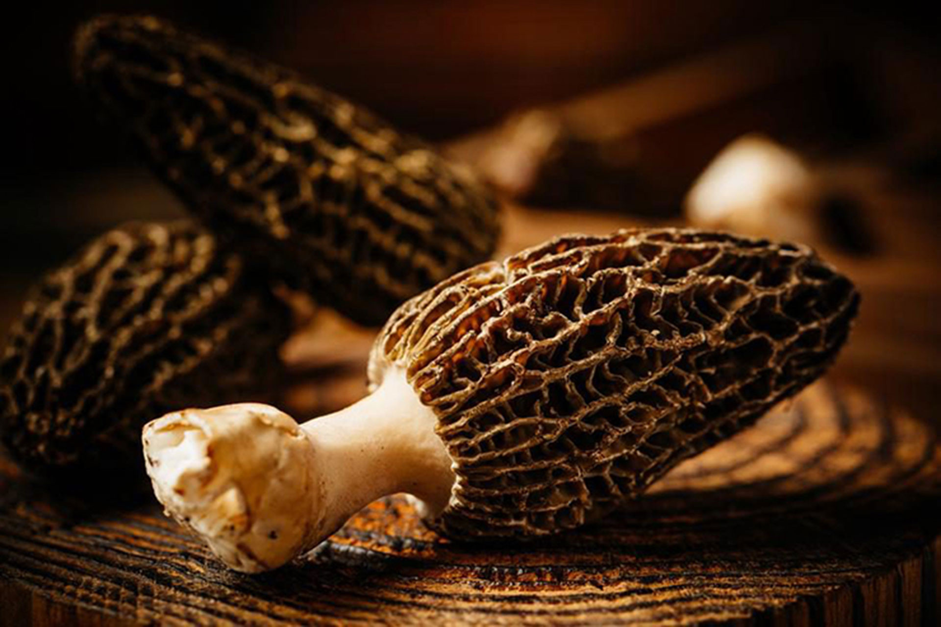 Những loại nấm quý hiếm, đắt đỏ, được săn lùng ở Việt Nam-1