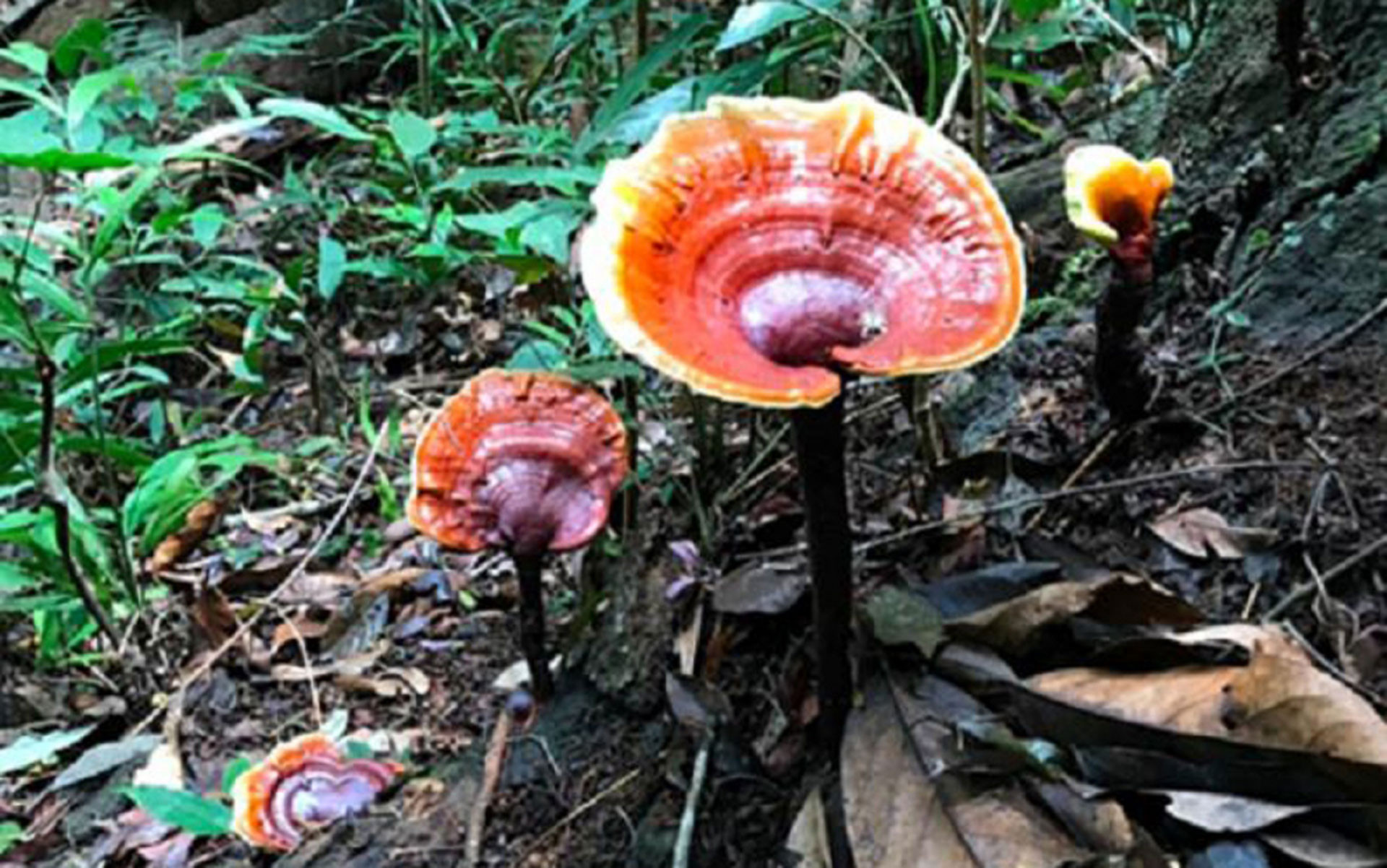 Những loại nấm quý hiếm, đắt đỏ, được săn lùng ở Việt Nam-3