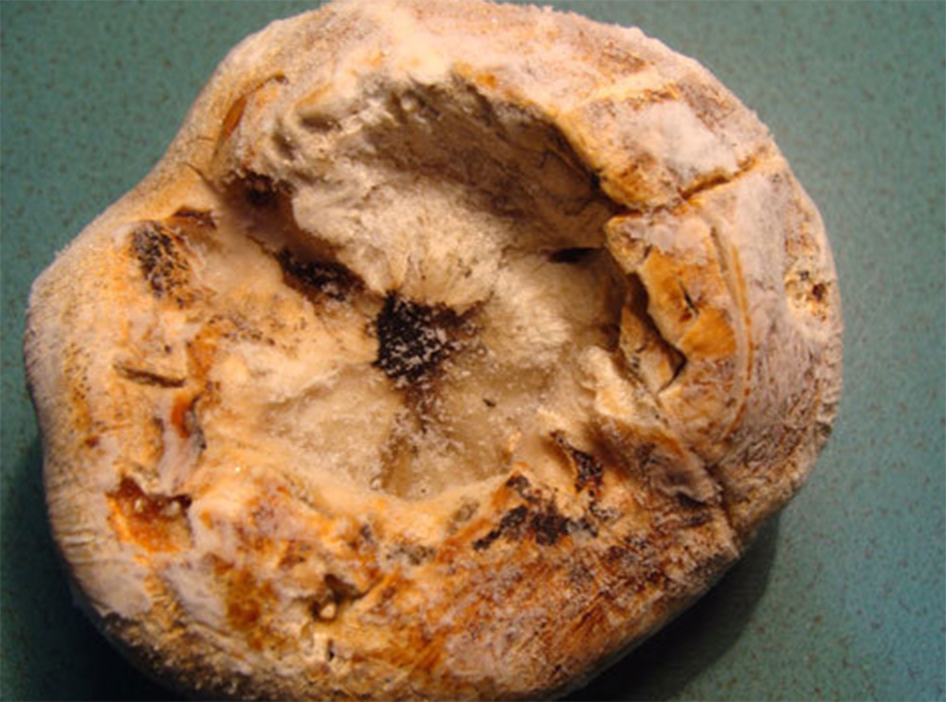 Những loại nấm quý hiếm, đắt đỏ, được săn lùng ở Việt Nam-4