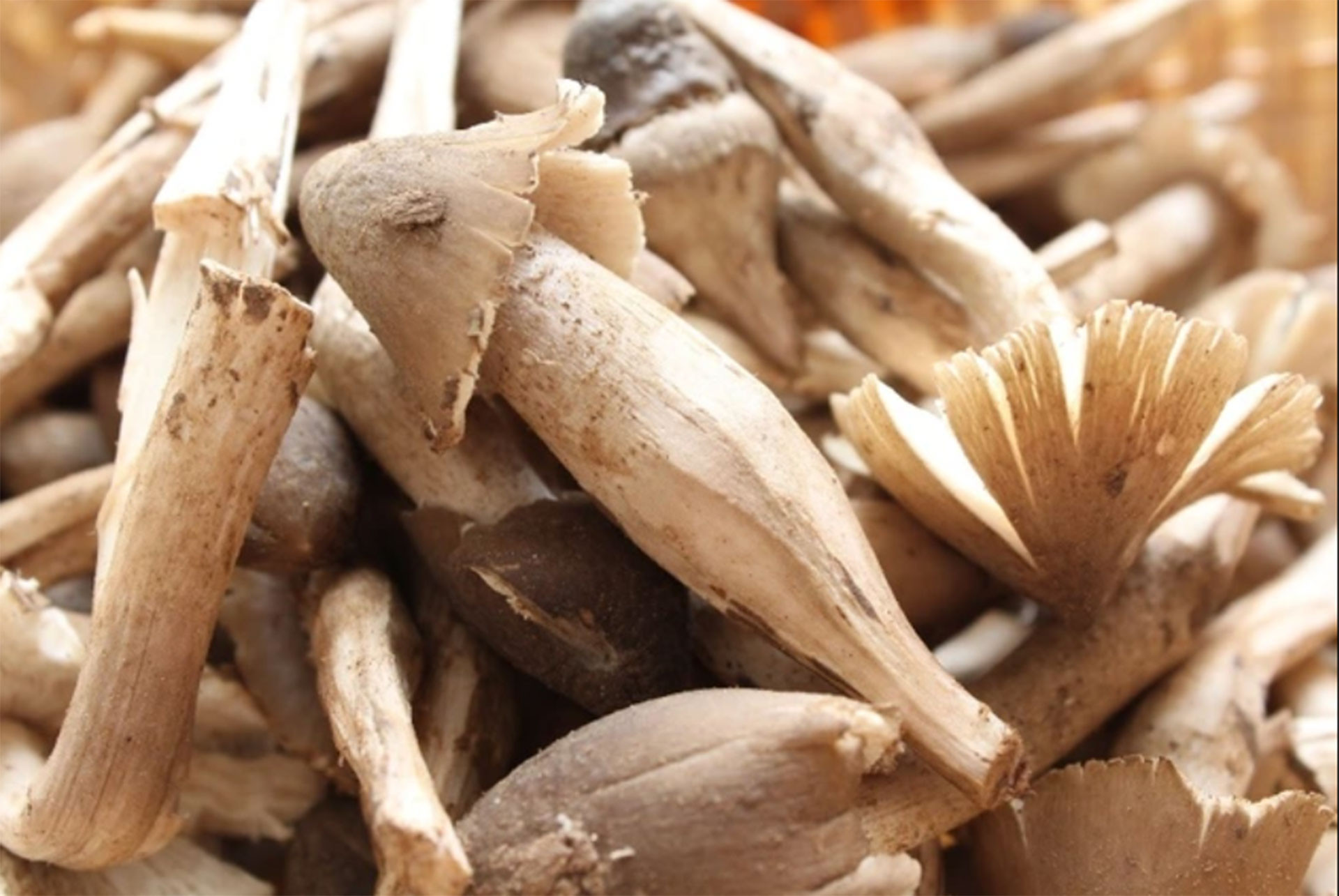 Những loại nấm quý hiếm, đắt đỏ, được săn lùng ở Việt Nam-5