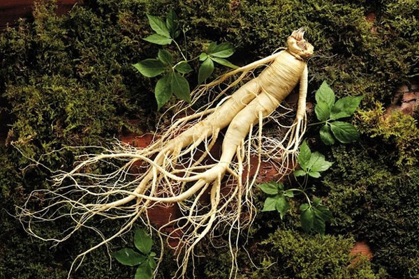 Nhân sâm đại bổ nhưng những người này phải tuyệt đối tránh xa kẻo ngộ độc tử vong-2