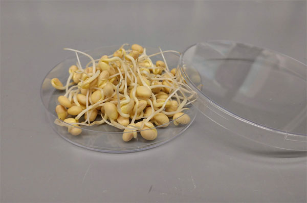 Thực hư chuyện ăn đậu phụ gây ung thư-2