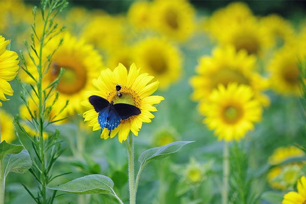 Ai sinh vào 4 ngày Âm lịch này tâm như nước lặng, sống viên mãn, kiếm tiền đều, đời sung túc-1