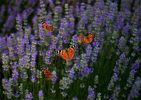 Ai sinh vào 4 ngày Âm lịch này tâm như nước lặng, sống viên mãn, kiếm tiền đều, đời sung túc-4