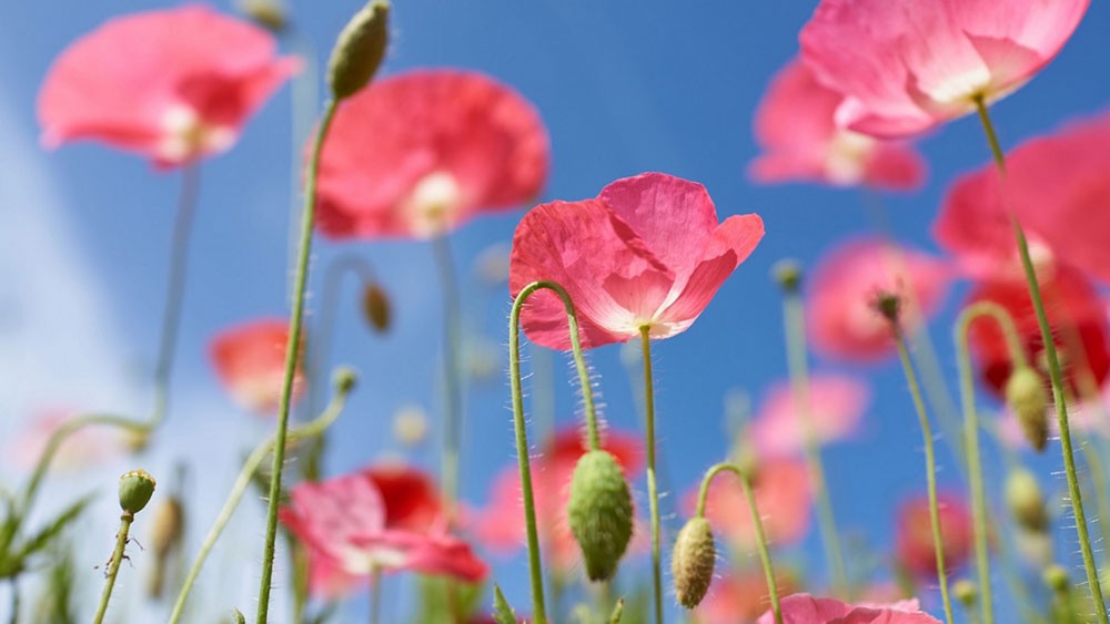 Tử vi ngày 1/5/2023: Tuổi Sửu tiến thoái lưỡng nan, tuổi Dần khẳng định bản lĩnh-2