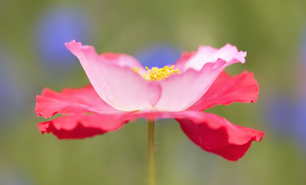 Tử vi ngày 1/5/2023: Tuổi Sửu tiến thoái lưỡng nan, tuổi Dần khẳng định bản lĩnh-3