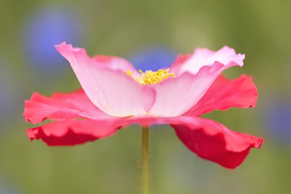 Tử vi tháng 5/2023: Tuổi Tý thay đổi tích cực, tuổi Ngọ lên tầm cao mới-4