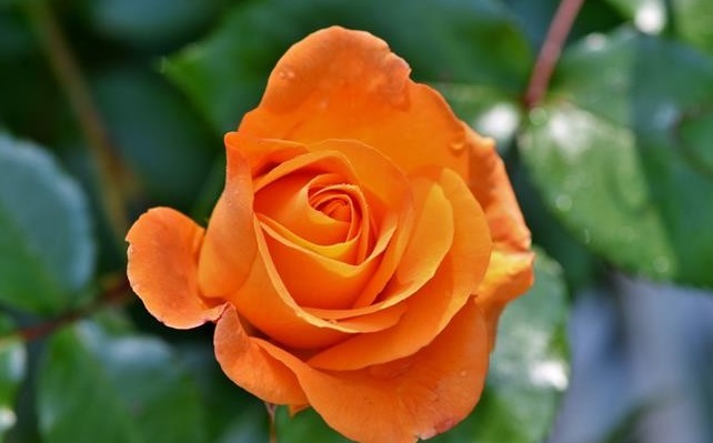 Sinh vào 3 tháng Âm lịch này, vượt khó để vươn lên, hậu vận hưởng trái ngọt-1