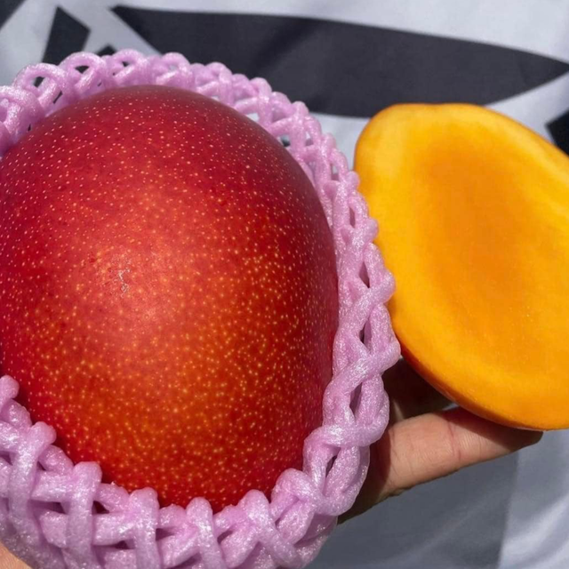 Loại xoài có giá tới cả triệu đồng một quả có gì đặc biệt?-1