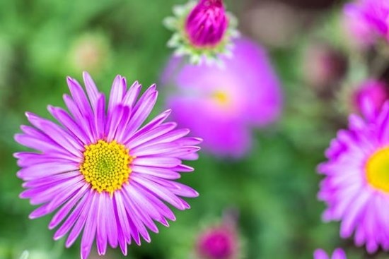 Tử vi ngày 2/5/2023: Tuổi Thìn đón nhận vận may, tuổi Dậu dễ nhận trái đắng