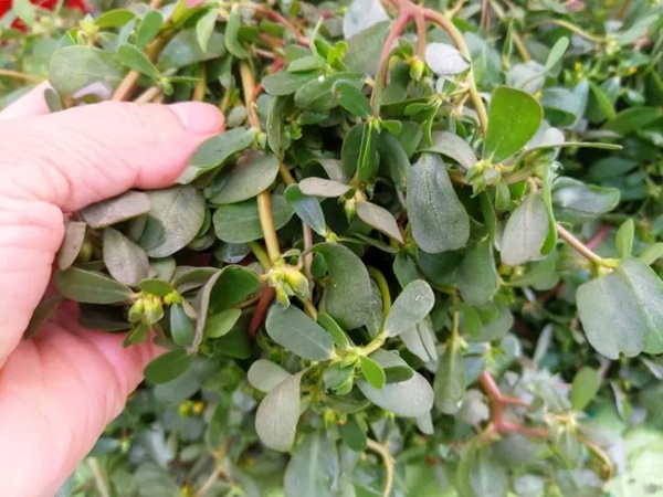 3 loại ‘rau trường sinh ngày xưa đói kém mới ăn, giờ thành món ăn bổ dưỡng-2