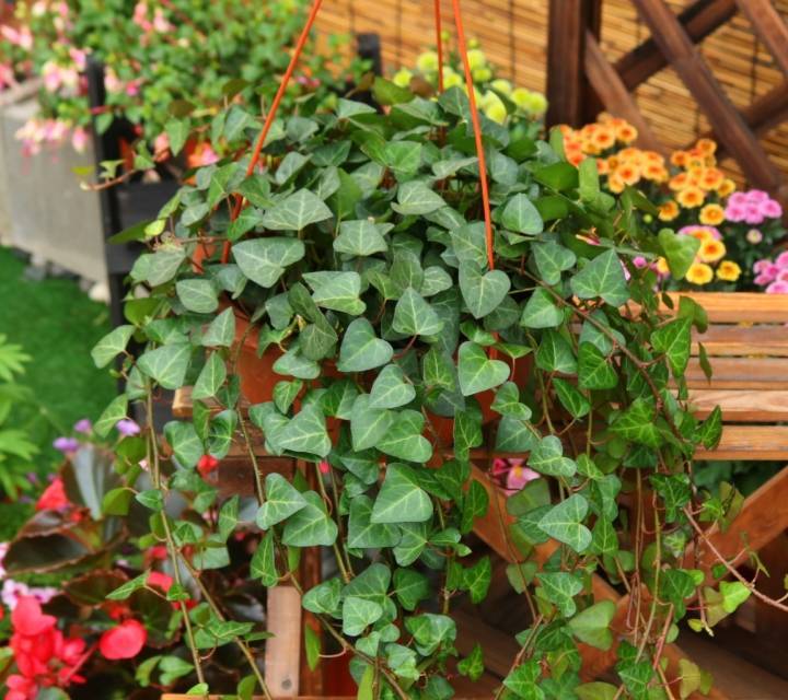 3 loại cây cảnh thôi miên, để một chậu trong phòng ngủ, không khí trong lành, ngủ ngon, mơ đẹp-2