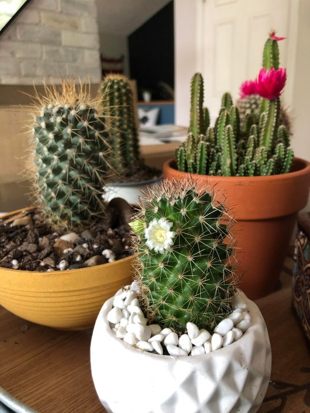 3 loại cây cảnh thôi miên, để một chậu trong phòng ngủ, không khí trong lành, ngủ ngon, mơ đẹp-3