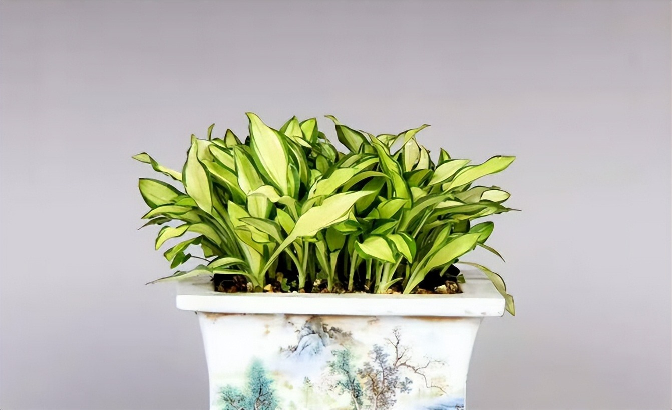 3 loại cây cảnh thôi miên, để một chậu trong phòng ngủ, không khí trong lành, ngủ ngon, mơ đẹp-4