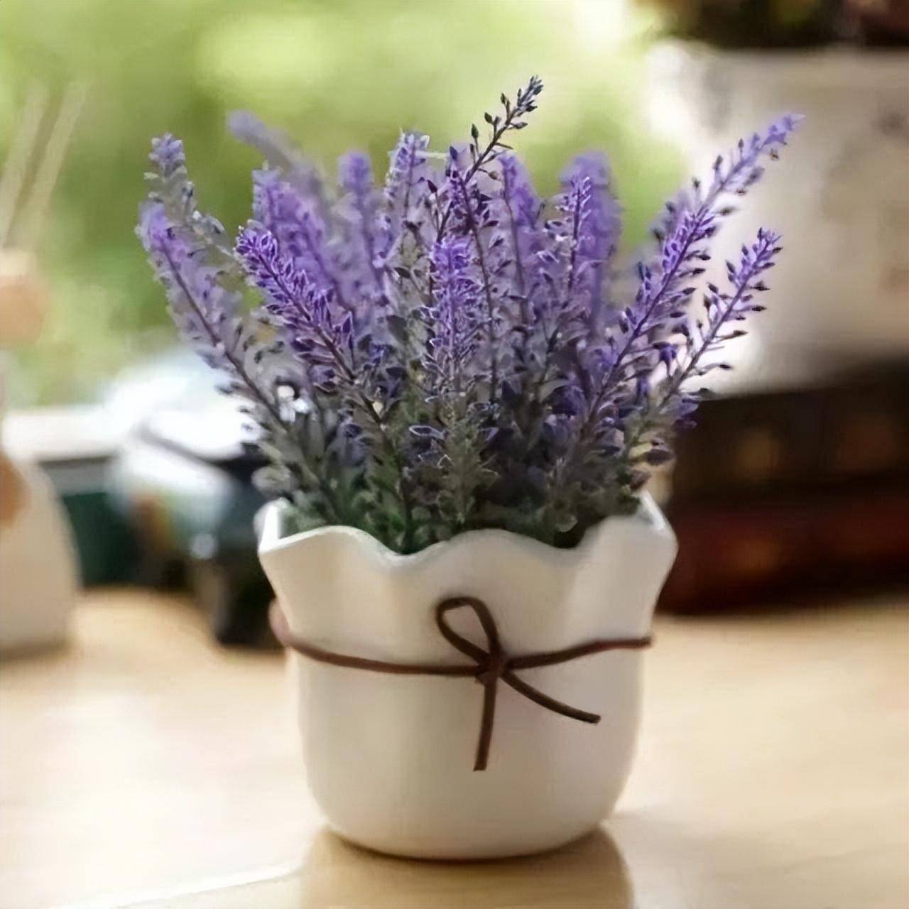 3 loại cây cảnh thôi miên, để một chậu trong phòng ngủ, không khí trong lành, ngủ ngon, mơ đẹp-6