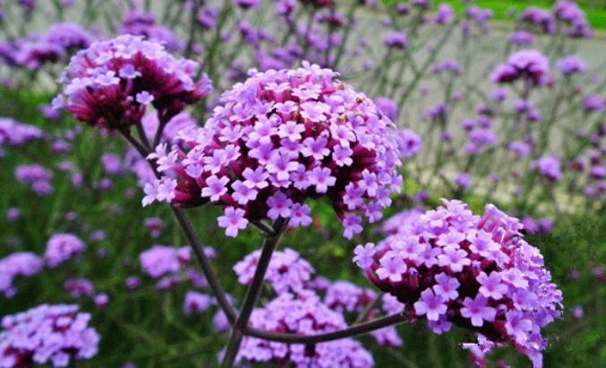 3 loại cây cảnh thôi miên, để một chậu trong phòng ngủ, không khí trong lành, ngủ ngon, mơ đẹp-7