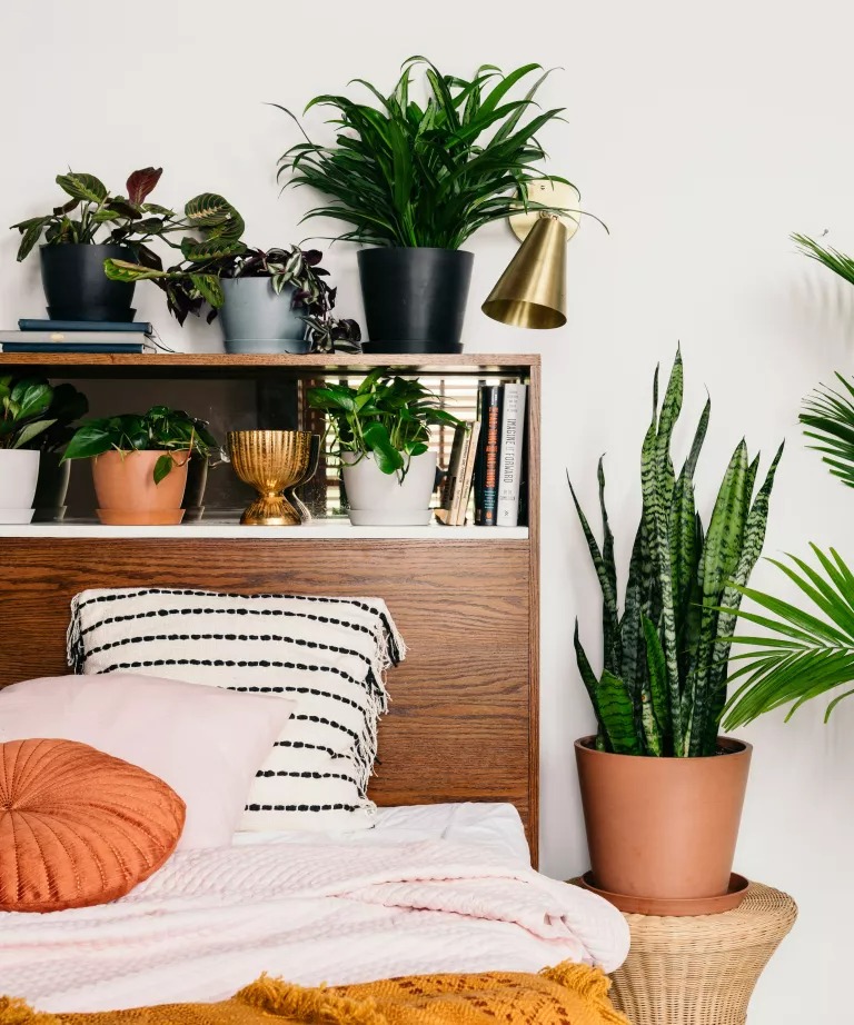 3 loại cây cảnh thôi miên, để một chậu trong phòng ngủ, không khí trong lành, ngủ ngon, mơ đẹp-8