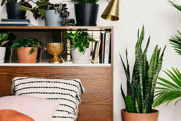 5 cây cảnh lá màu bảy sắc cầu vồng, đặt 1 chậu trong nhà không cần hoa cũng rực rỡ, tỏa sáng-16