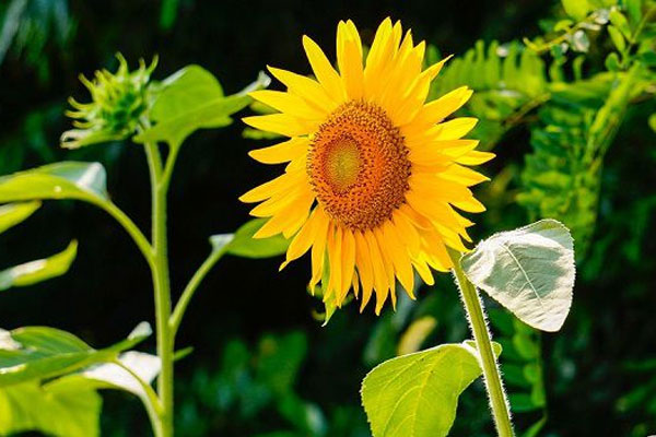 Nửa cuối tháng 3 Âm lịch, 3 con giáp biết cách thích nghi, vượt gian nan, giành thắng lợi-1