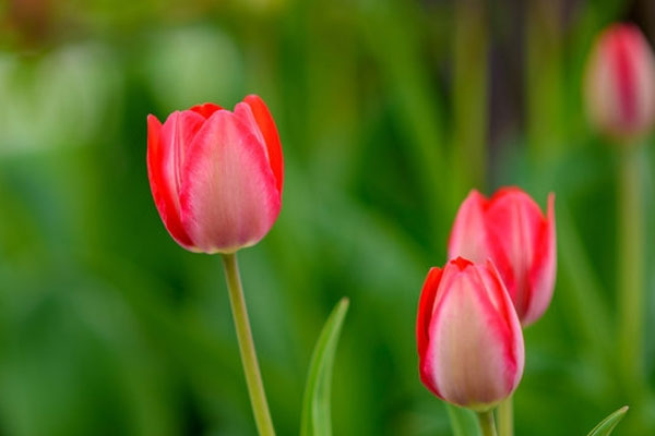 Tử vi ngày 4/5/2023: Tuổi Ngọ được sự nâng đỡ, tuổi Mùi cẩn trọng giao tiếp-1