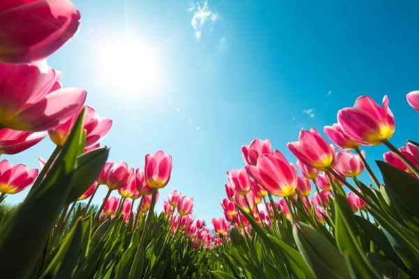 Tử vi ngày 4/5/2023: Tuổi Ngọ được sự nâng đỡ, tuổi Mùi cẩn trọng giao tiếp-2