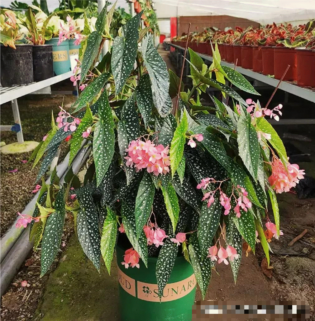 5 cây cảnh lá màu bảy sắc cầu vồng, đặt 1 chậu trong nhà không cần hoa cũng rực rỡ, tỏa sáng-1