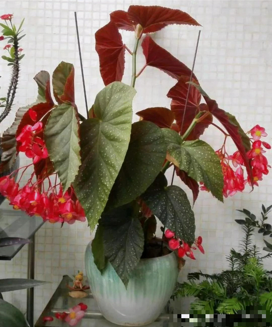 5 cây cảnh lá màu bảy sắc cầu vồng, đặt 1 chậu trong nhà không cần hoa cũng rực rỡ, tỏa sáng-2