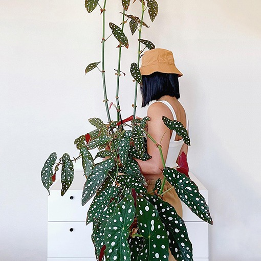 5 cây cảnh lá màu bảy sắc cầu vồng, đặt 1 chậu trong nhà không cần hoa cũng rực rỡ, tỏa sáng-3