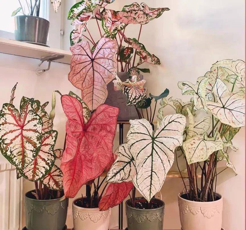 5 cây cảnh lá màu bảy sắc cầu vồng, đặt 1 chậu trong nhà không cần hoa cũng rực rỡ, tỏa sáng-4