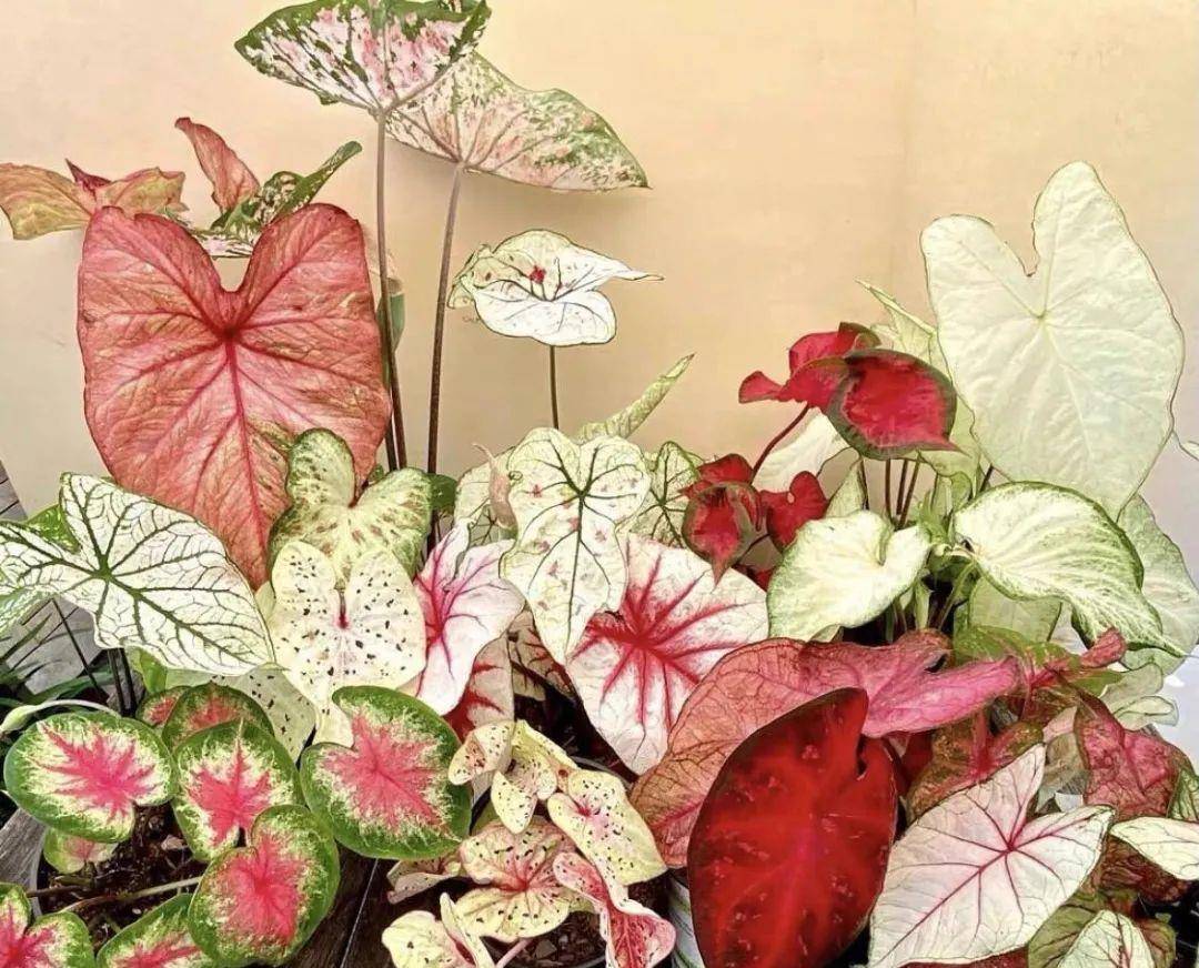 5 cây cảnh lá màu bảy sắc cầu vồng, đặt 1 chậu trong nhà không cần hoa cũng rực rỡ, tỏa sáng-5