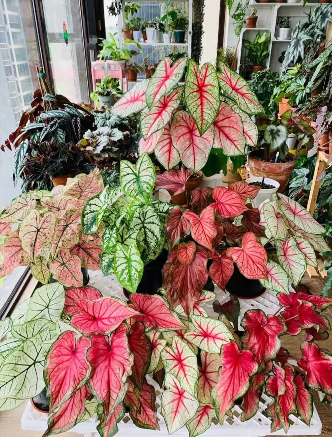 5 cây cảnh lá màu bảy sắc cầu vồng, đặt 1 chậu trong nhà không cần hoa cũng rực rỡ, tỏa sáng-6