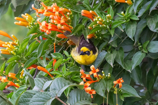 Ai sinh tháng Âm lịch này khởi đầu thuận lợi trong tháng 5, làm ăn phát đạt suốt mùa hè-1