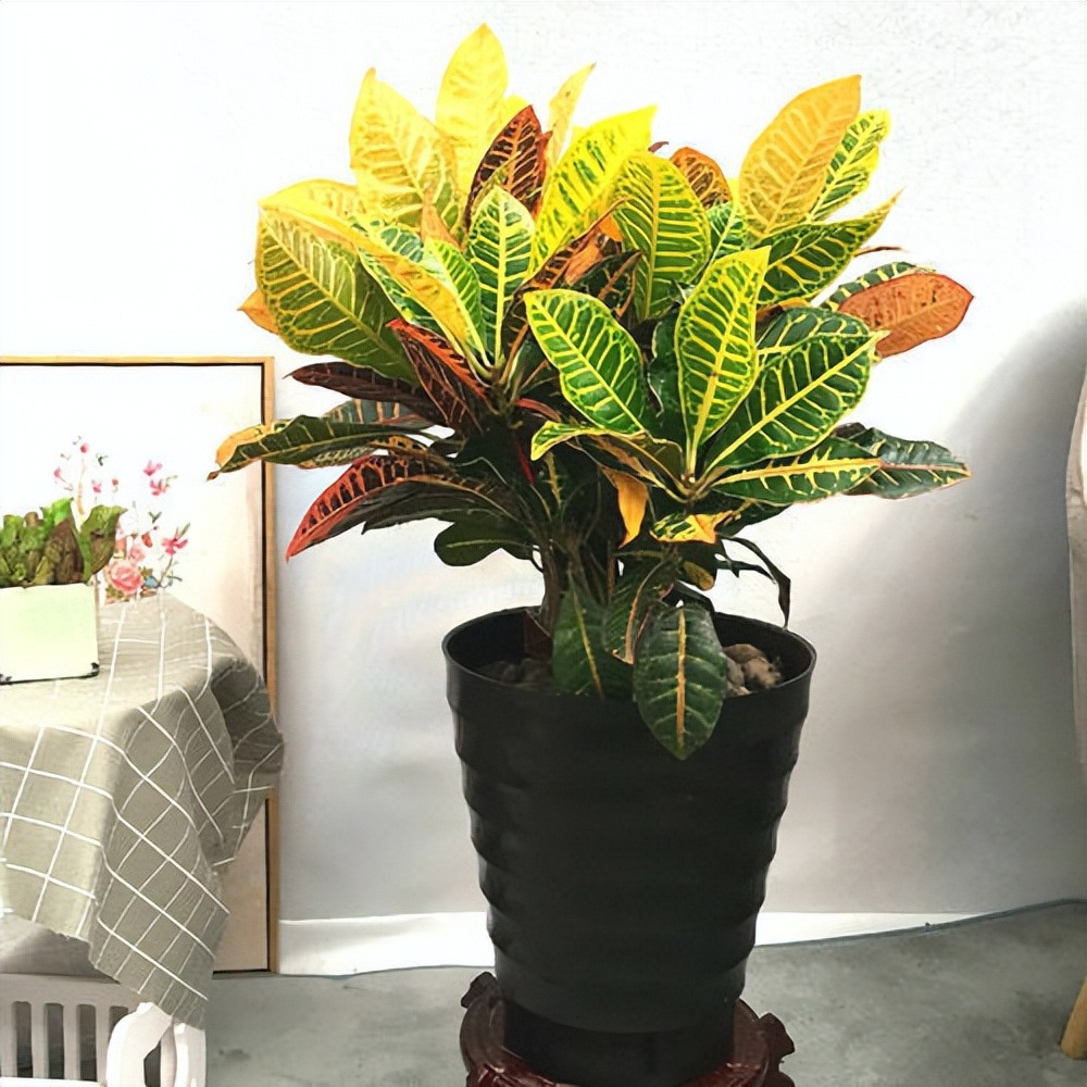 5 cây cảnh lá màu bảy sắc cầu vồng, đặt 1 chậu trong nhà không cần hoa cũng rực rỡ, tỏa sáng-7