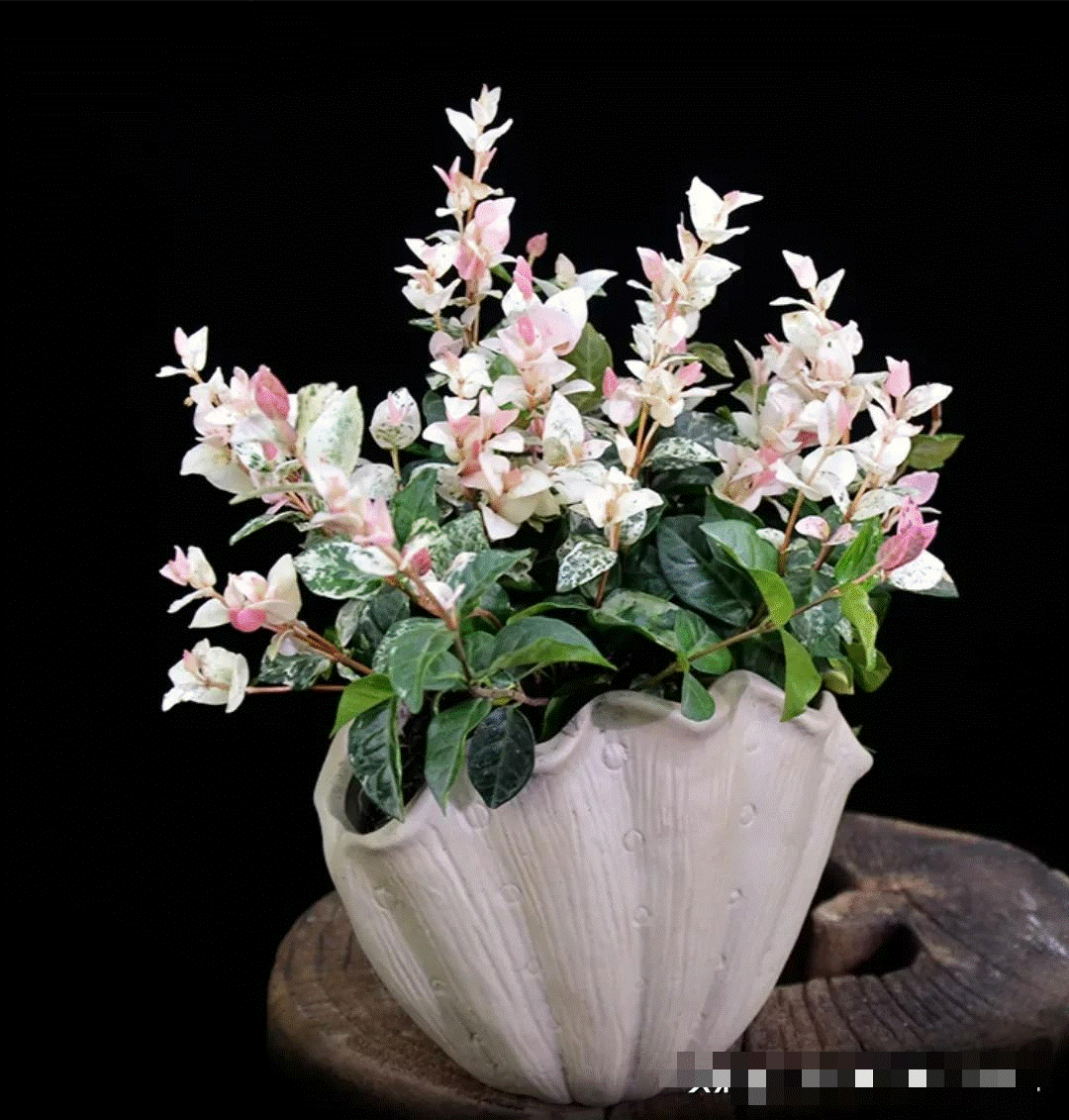 5 cây cảnh lá màu bảy sắc cầu vồng, đặt 1 chậu trong nhà không cần hoa cũng rực rỡ, tỏa sáng-10