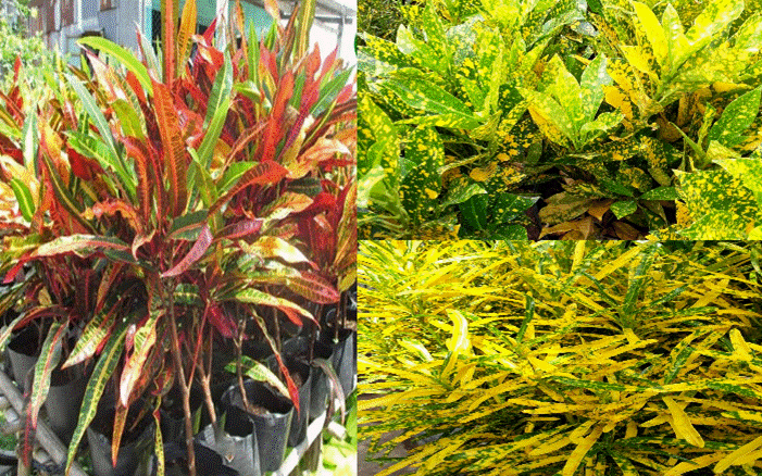 5 cây cảnh lá màu bảy sắc cầu vồng, đặt 1 chậu trong nhà không cần hoa cũng rực rỡ, tỏa sáng-9