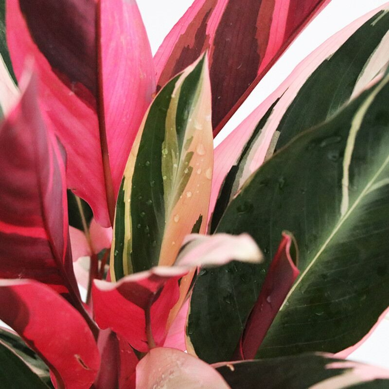 5 cây cảnh lá màu bảy sắc cầu vồng, đặt 1 chậu trong nhà không cần hoa cũng rực rỡ, tỏa sáng-14