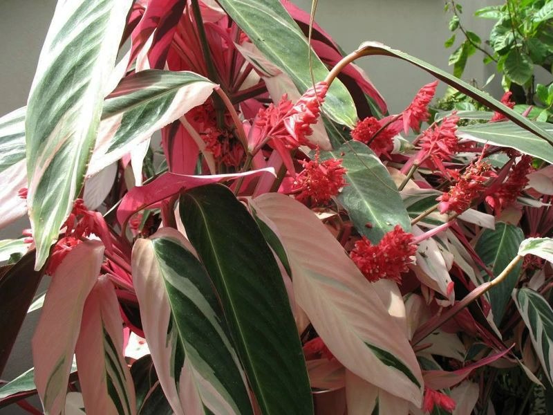 5 cây cảnh lá màu bảy sắc cầu vồng, đặt 1 chậu trong nhà không cần hoa cũng rực rỡ, tỏa sáng-15