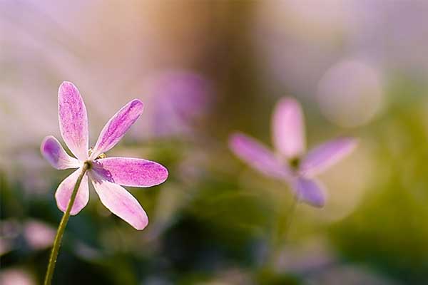 Mùa hè này, 4 con giáp không lo thất nghiệp, công việc tốt, thu nhập cao, cuộc sống tràn đầy hứng khởi-5