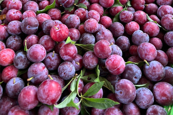 ‘Cherry Việt’ đổ bộ thị trường, giá chỉ 12.500 đồng/kg-1