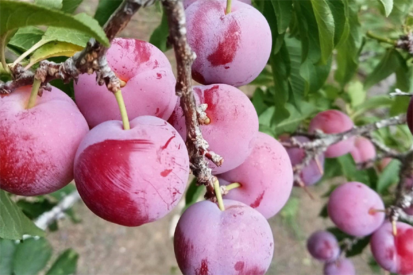 ‘Cherry Việt’ đổ bộ thị trường, giá chỉ 12.500 đồng/kg-2